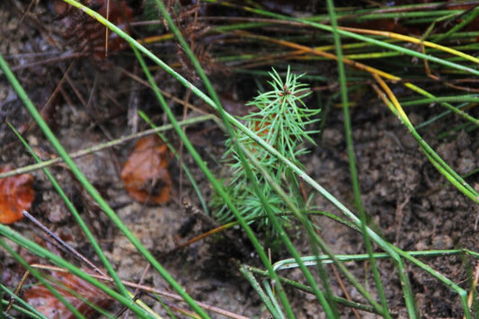 Buy One. Plant Two:Unser Umweltengagement